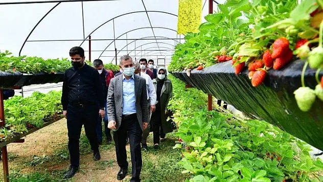 Çilek Üretimleri Hız Kazandı