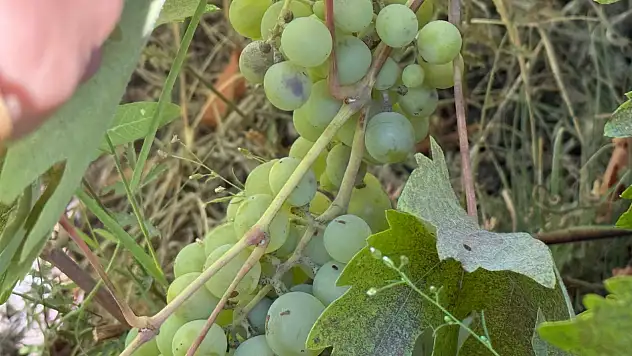 Darende'de 3 Bin Dönümlük Üzüm Bağı Yok Oldu