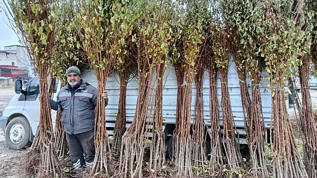 Darende'de Don Felaketine Rağmen Kayısı Üretimi Hız Kesmedi