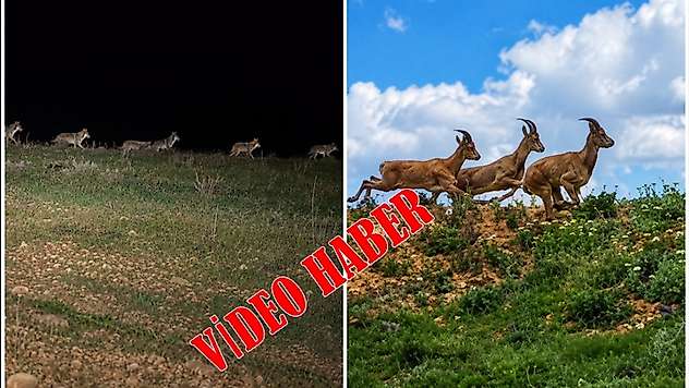 Darende'de Gece Kurtlar, Gündüz Yaban Keçileri Kamerada