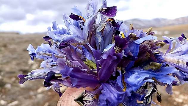 Darende'de Kar Altında Açan Nevruz Çiçekleri Baharı Müjdeledi