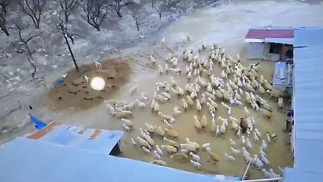 Darende'de Kuzu Doğumları Başladı, Ağıllarda Hareketlilik Arttı