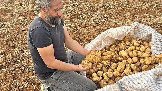 Darende'de Mikroklima Mucizesi: 3 Bin Dönümden 15 Bin Ton Patates Bekleniyor