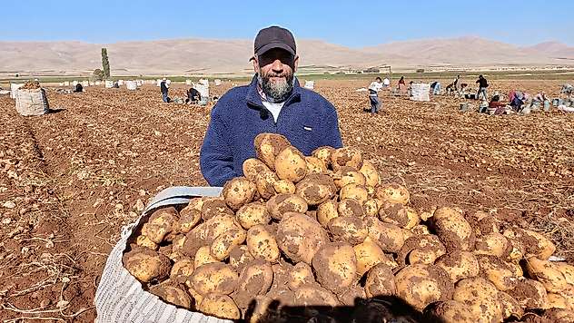 Darende'de Patates Bereketi: 20 Bin Ton Rekolte Bekleniyor