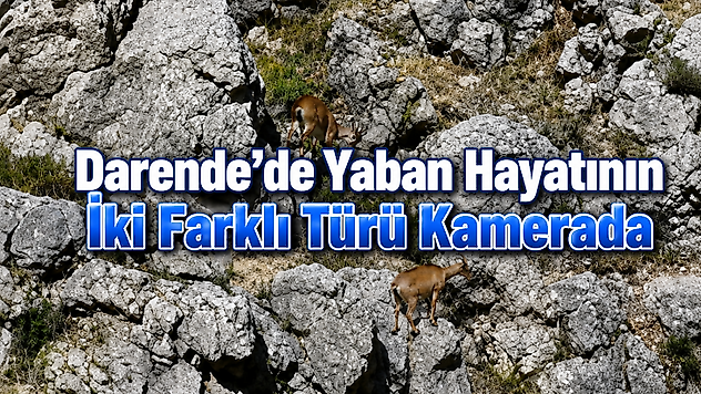 Darende'de Yaban Hayatının İki Farklı Türü Kamerada