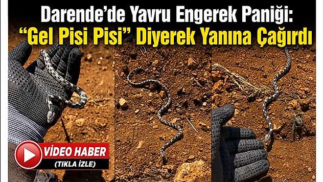 Darende'de Yavru Engerek Paniği: 'Gel Pisi Pisi' Diyerek Yanına Çağırdı