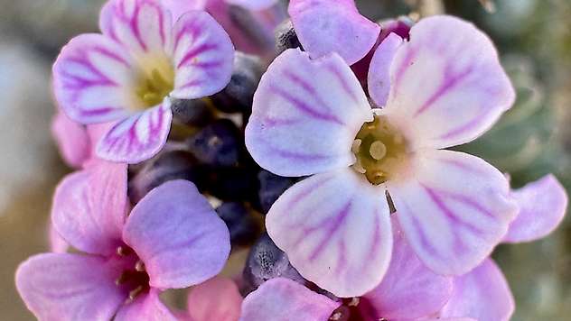 Darende'nin Flora Hazinesi Kayıt Altına Alınıyor