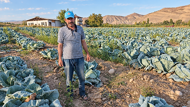 Darende'nin Gökyar Lahanası Tezgâhlarda Alıcı Buluyor