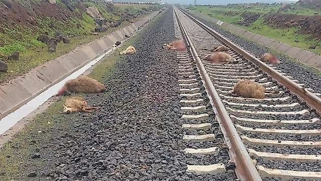 Diyarbakır'da yük treni sürüye daldı: 5 koyun telef oldu