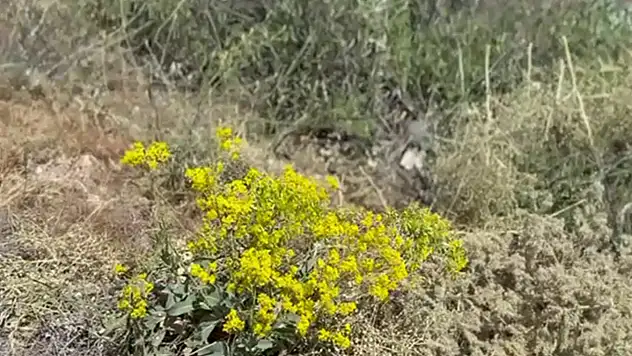Doğadan gelen şifa: Kantaron