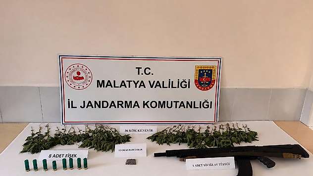 Doğanşehir'de Uyuşturucu Operasyonu: 36 Kök Kenevir Ele Geçirildi