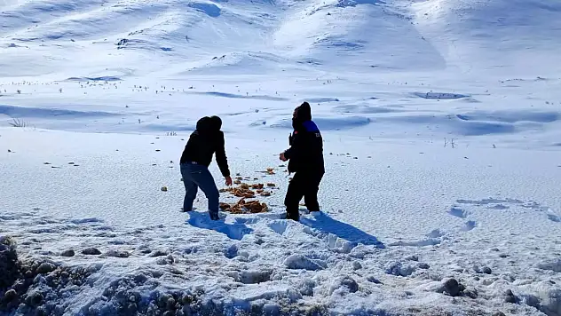 Doğanşehir'de Yaban Hayvanları İçin Kış Seferberliği