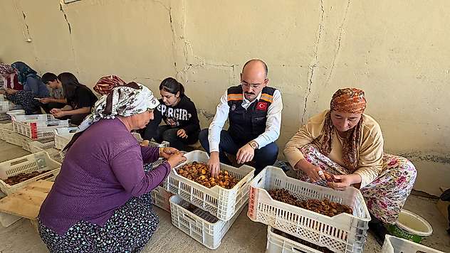 Doğanşehir Kaymakamı Sungur Kayısı Hasadına Katıldı