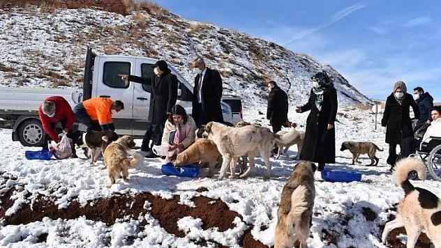 Doğaya düzenli olarak yem bırakılıyor