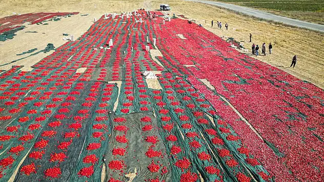 Don Kayısıyı Vurdu, Çiftçi Domatese Yöneldi: Malatya'da Hasat Başladı