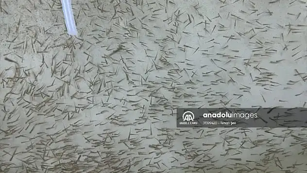 Elazığ'da bu yıl 700 bin siraz balığı yavrusu ekonomiye kazandırılacak