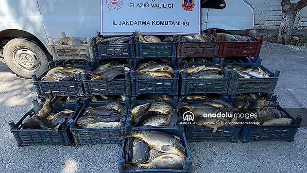 Elazığ'da kaçak avlanan 1 ton 775 kilo balık ele geçirildi