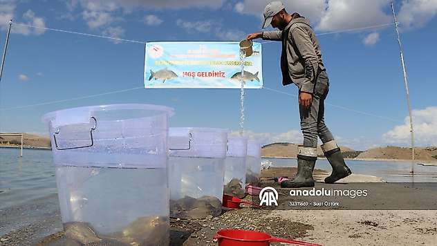 Elazığ'daki baraj göllerine 6,5 milyon sazan yavrusu bırakıldı