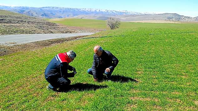 Erken Teşhisle Buğdayı Koruyun: Malatya'da Tarım Ekipleri Tarlalarda