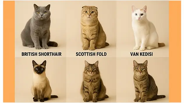 Ev Kedisi Cinslerinde Öne Çıkan Türler