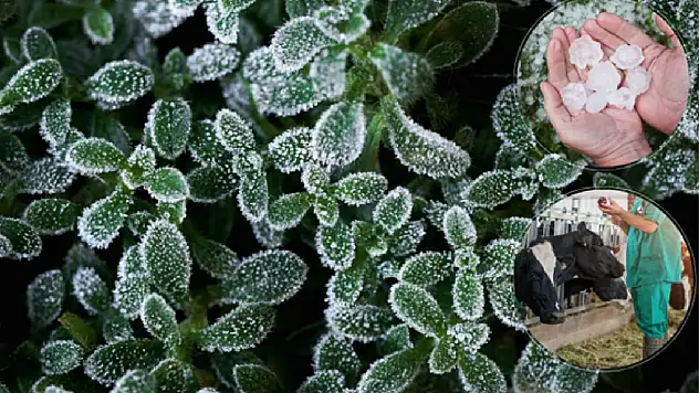 Eylül ayında üreticiye 3,15 milyar lira hasar tazminatı ödendi