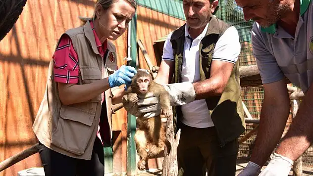 Gürbulak Sınır Kapısında Yakalanan 3 Makak Maymunu Hayvanat Bahçesine Getirildi