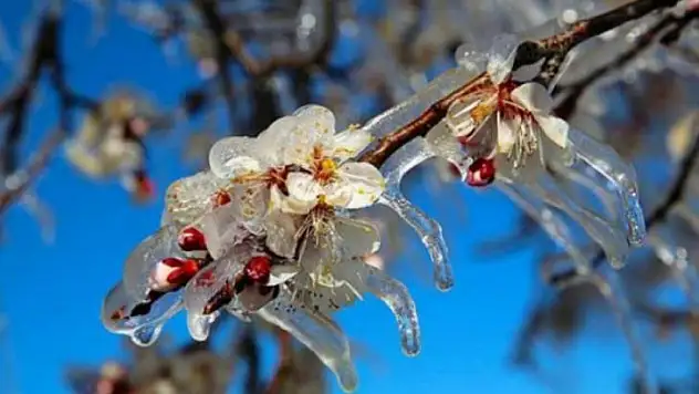 Meteorolojiden Hafif Ve Orta Kuvvette Zirai Don Uyarısı