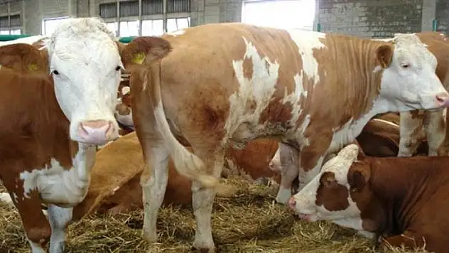 Büyükbaş Hayvan Hırsızlarını Jandarma Yakaladı