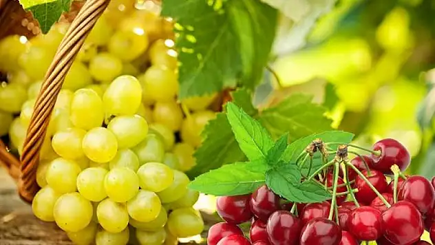 Türk ve Güney Afrikalı kiraz ve üzüm ihracatçıları ortak hareket edecek 12 ay dünyaya ihracat yapacak