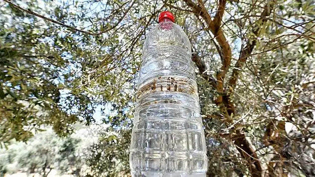 Sinek tuzağa takıldı, 82 bin zeytin ağacı kurtuldu