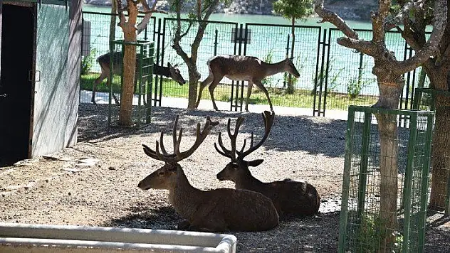 Hayvanat Bahçesi Vatandaşların ziyaretine açıldı
