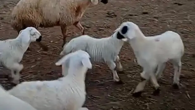 'Hayvancılık Stratejik Bir Alan, Gençler Üretime Kazandırılmalı'