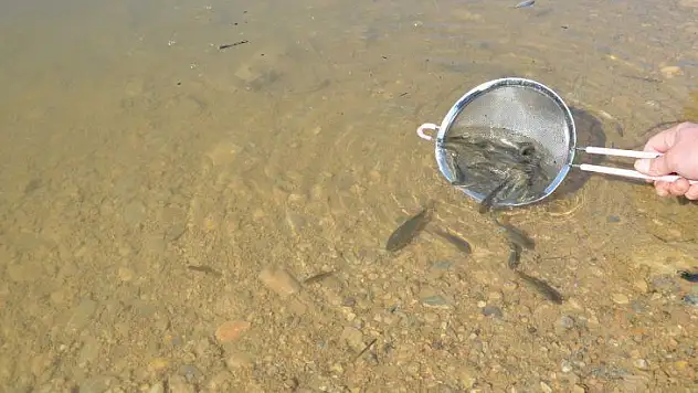 Hedef Barajımızın Verimliliğini Ve Su Ürünlerindeki Çeşitliliği Artırmak