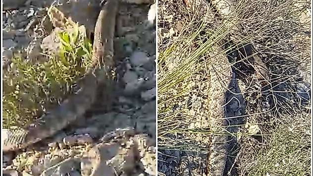 Hekimhan'da Korkutan Görüntü: Engerek Yılanı Mezrada Ortaya Çıktı