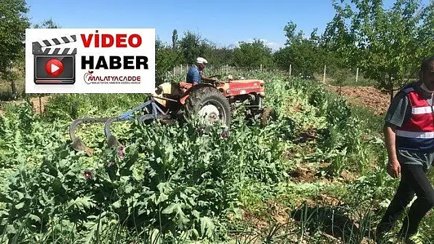 İzinsiz Haş Haş ekimine geçit yok