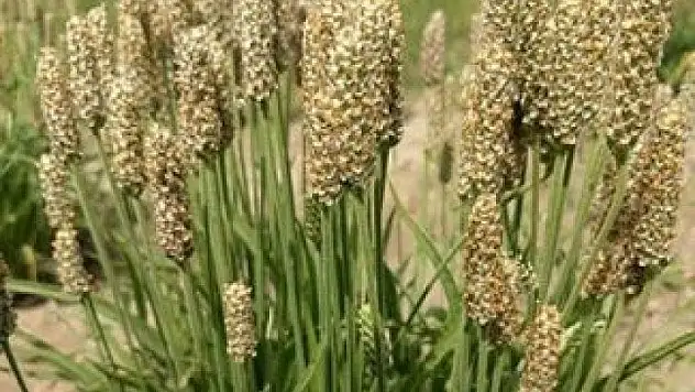 Kabızlığa İyi Gelecek Çok Önemli Tüyolar!