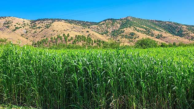 Kale'de Sorgum Sudan Otu'nun İkinci Hasadı Yapıldı