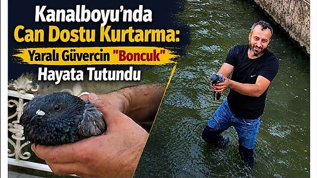 Kanalboyu'nda Can Dostu Kurtarma: Yaralı Güvercin 'Boncuk' Hayata Tutundu