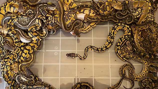 Kapıkule'de 67 canlı piton ele geçirildi