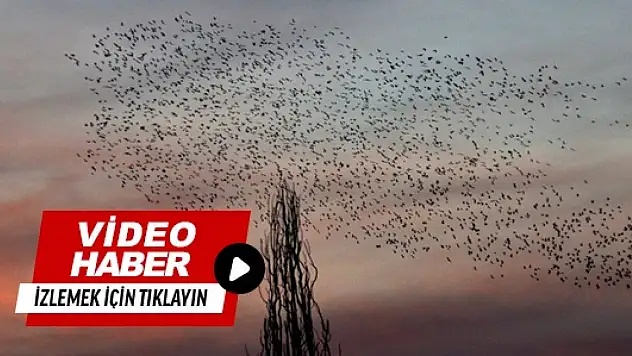 Kars'ta gün batımında 'kuşların dansı' görüntülendi