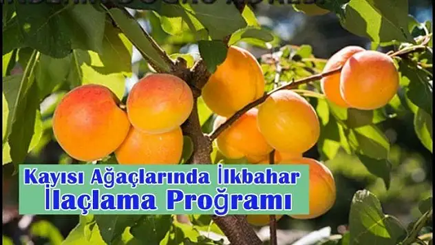 Kayısı Ağaçlarında İlkbahar İlaçlama Proğramı