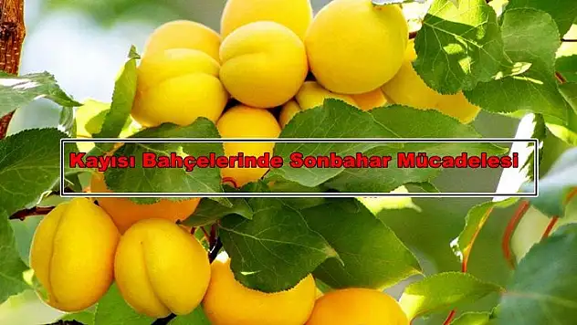 Kayısı Bahçelerinde Sonbahar Mücadelesi