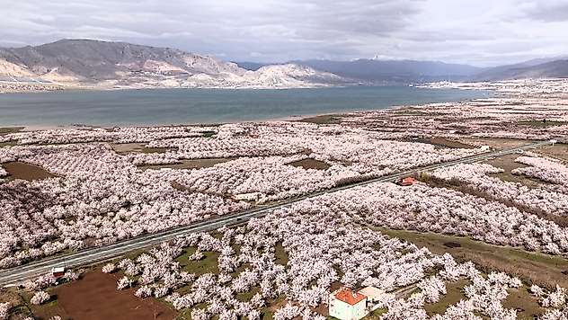 Kayısıda Don Değil Yağış Riski: Çiçek Döneminde Kritik Uyarılar