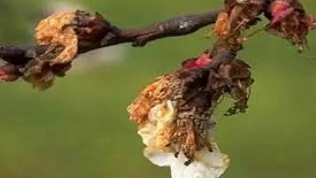 Kayısıda Monilya Hastalığı Uyarısı