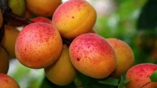 Kayısıda Şeftali Güvesi