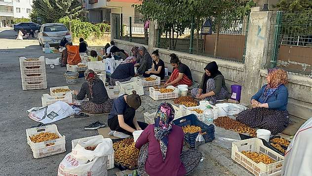 Kayısının Görünmeyen Emeği Ceza Korkusuyla Karşı Karşıya