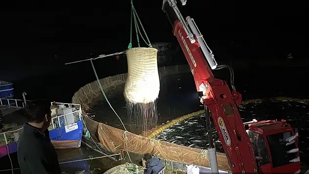 Keban'da somon balığı hasadı yapıldı