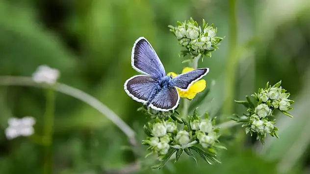 Kelebeklerin benzersiz havada 'asılı kalışı' mikrodronlar için ilham oldu