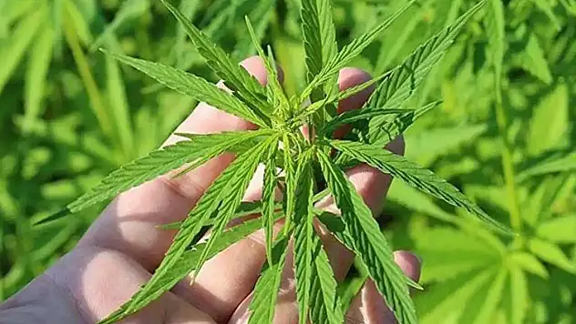 Kenevir üretimine 21 ilde izin