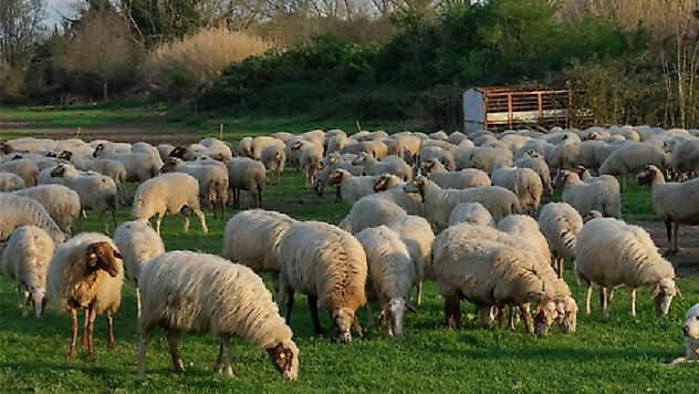 'Kırsalda Bereket Küçükbaşa Destek Projesi' başvuruları başladı